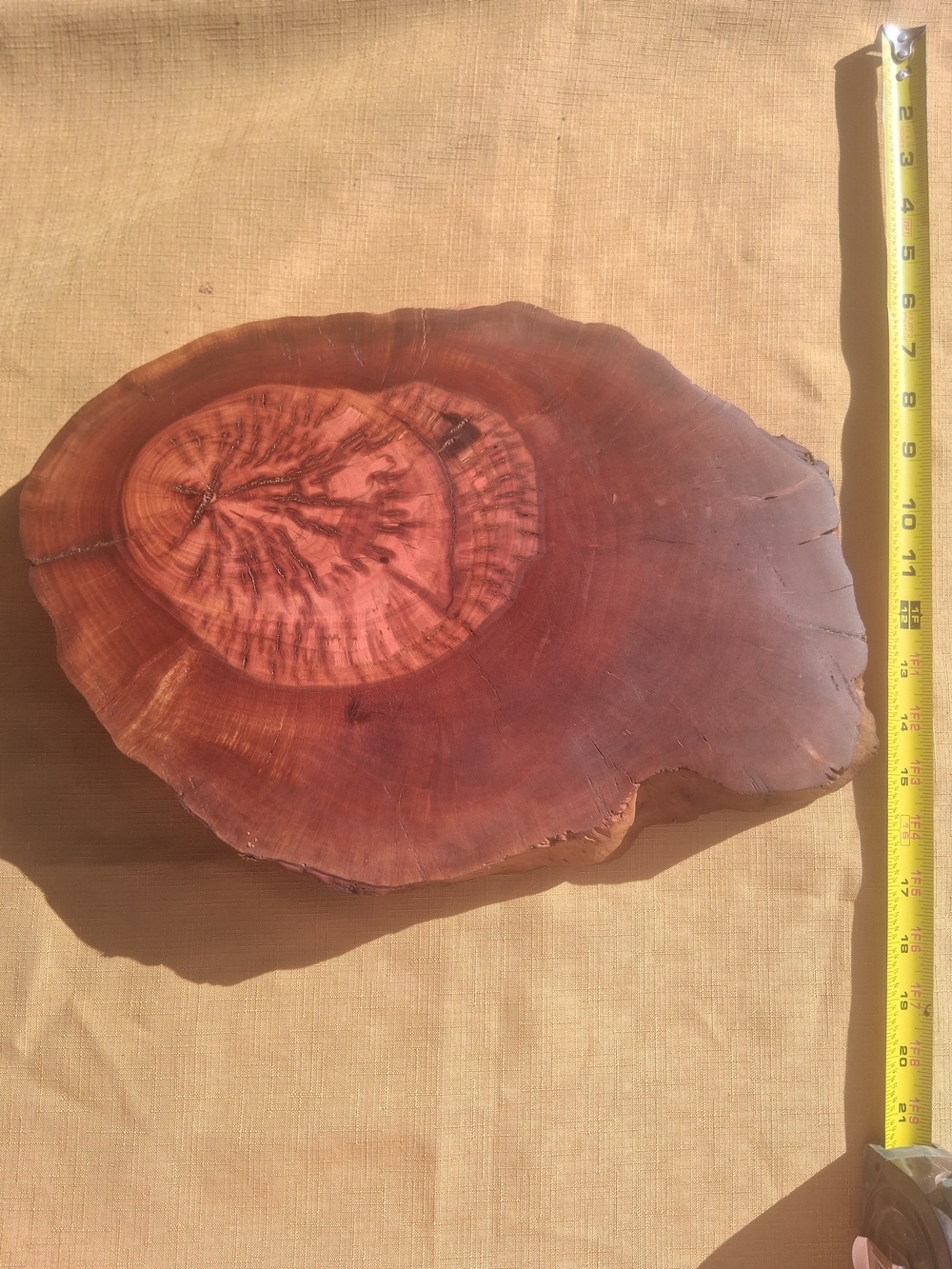 RARE 1925 Fullerton Pepperwood Live Edge Slab 15” x 2.5” - Picture 3 of 10
